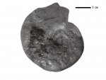 Haploceras elimatum