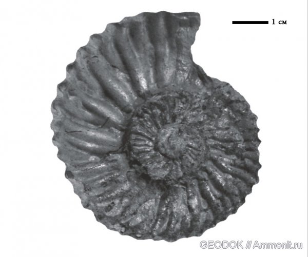 мел, нижний мел, Euthymiceras, Cretaceous, Lower Cretaceous