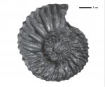 Euthymiceras euthymi