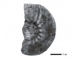 Spiticeras obliquelobatum