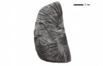Berriasella sp.