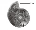 Lytoceras sp.