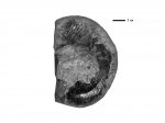 Haploceras sp.