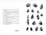 Гастроподы мезозоя и кайнозоя