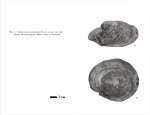 Valensiennius reussi