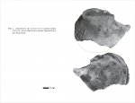 Amphidonta