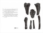Phoca, тюлень из сармата Горячего Ключа