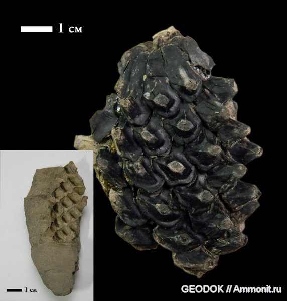Miocene fossil