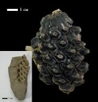 шишка pinus sp.