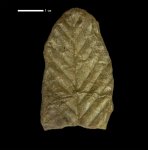 Ulmus longifolia