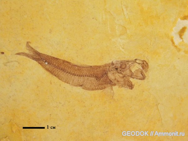 палеоген, рыбы, олигоцен, Pomobulus, fish