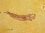 Pomobulus facilis