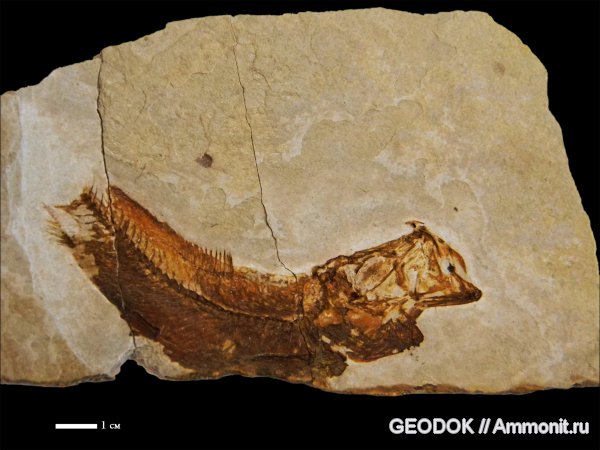 палеоген, рыбы, олигоцен, Pomobulus, fish