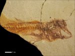 Pomobulus facilis-3