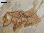 Pomobulus facilis-4