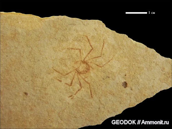 ракообразные, олигоцен, крабы, Majidae