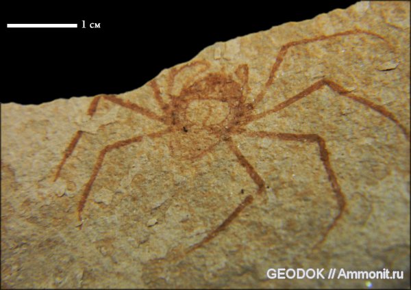ракообразные, олигоцен, крабы, Majidae