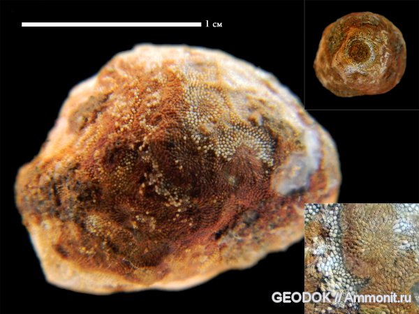 мел, мшанки, Rosacilla, Cyclostomata, Cretaceous