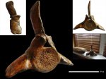 Cetotherium maicopicum
