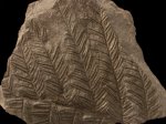 Aletopteris sp.
