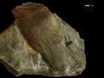 Calamites sp.