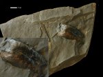 Olegija eugenii