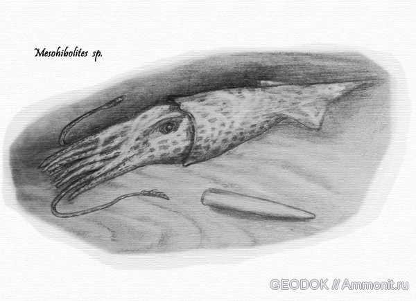 мел, реконструкция, Mesohibolites, Cretaceous