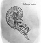 Acanthohoplites laticostatus