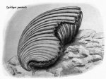 Cyclothiris parvirostis