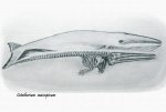 Cetotherium maicopicum