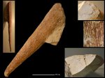 Ventriculitidae gen. indet.