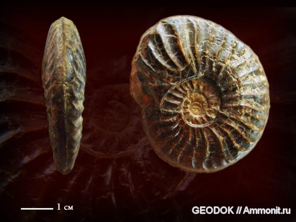 Jurassic fossil