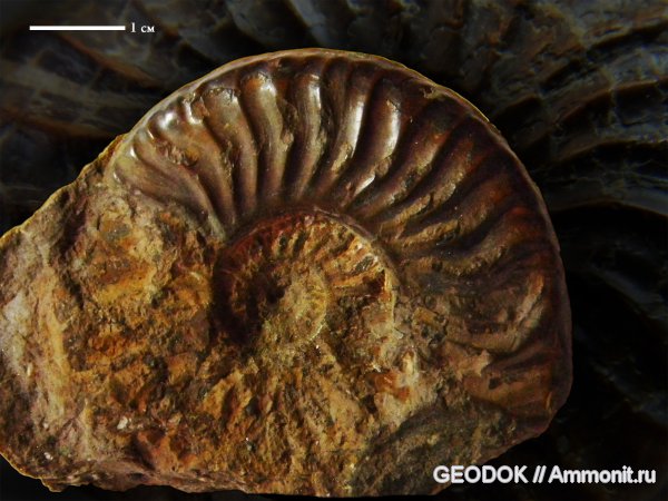 юра, Graphoceratidae, аален, Staufenia sinon, Aalenian, Jurassic