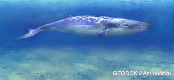 киты, Cetotherium