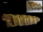 Cossmannea subdesvоdyi