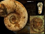 Pictetia sp.