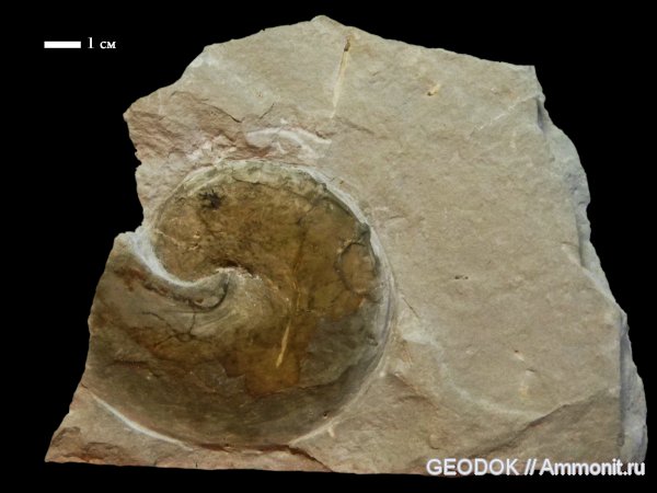 мел, берриас, Leiophylloceras, Berriasian, Cretaceous