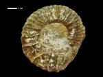 Euthymiceras sp.