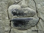 Punctaptychus punctatus