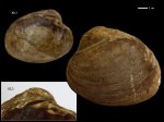 Astarte obovata
