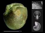 Eucymatoceras plicatum