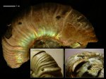 Жилая камера Zuercherella sp.