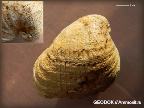 неоген, двустворчатые моллюски, плиоцен, Cardiidae, киммерий, Prosodacna, Limnocardinae