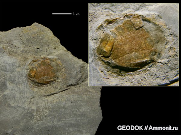морские ежи, мел, берриас, Echinoidea, Berriasian, Cretaceous