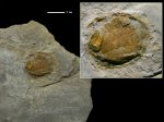 Echinoidea