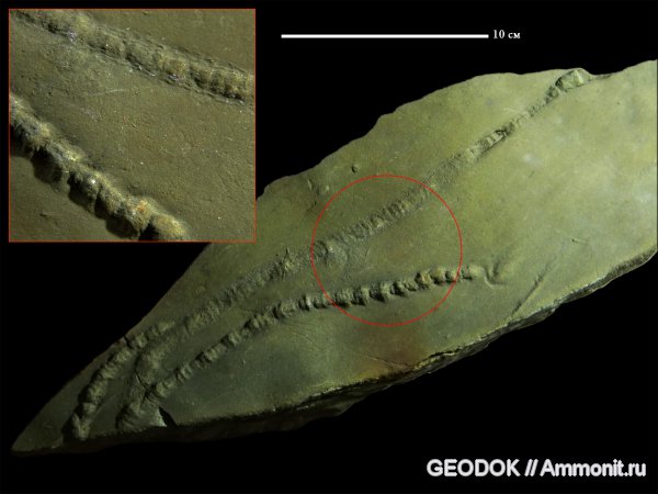 мел, баррем, ихнофоссилии, Горячий Ключ, р. Псекупс, Barremian, Cretaceous