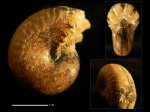 Phyllopachyceras ectocostatum
