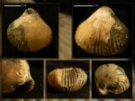 Cyclothyris parvirostis