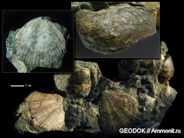 мел, двустворчатые моллюски, апт, Pecten, Aucellina, Aptian, Cretaceous
