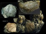Aucellina caucasica & Pecten (Chlamys) robinaldinus